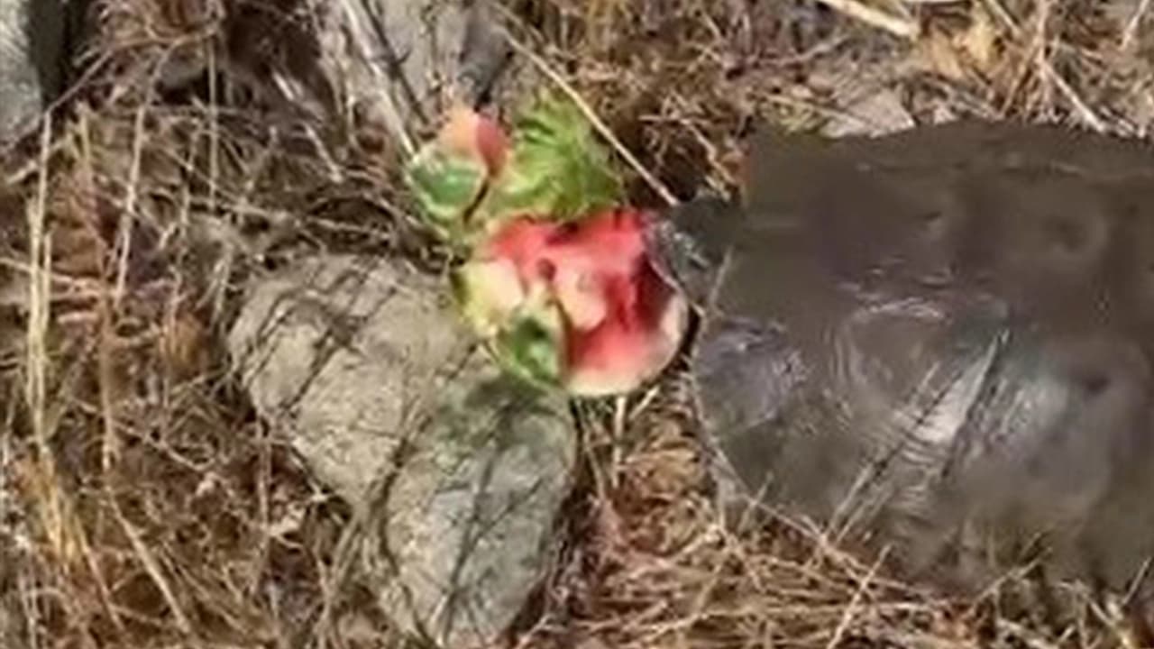 Tunceli'de ilginç anlar
