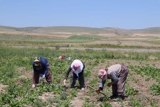 Çiftçiler sebze ekimi için kolları sıvadı