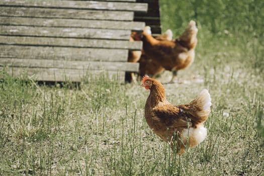 Organik Tavuk Çiftliği Kurmak